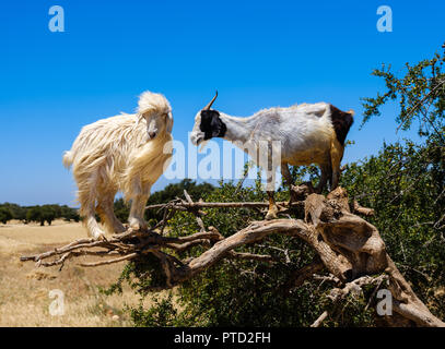 ESSAOUIRA, MAROKKO - ca. Mai 2018: Ziegen über Olivenbäume in der Nähe des Hafen von Essaouira. Stockfoto