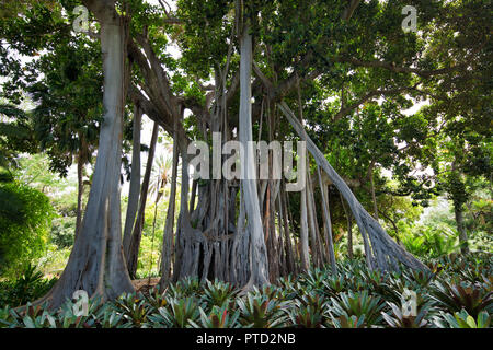 Luftwurzeln, Moreton Bay Feigenbaum (Ficus macrophylla), Jardín de Aclimatión de La Orotava, Botanischen Garten, von Puerto de la Cruz Stockfoto