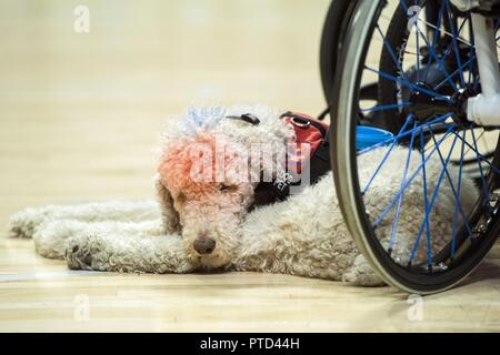 Ein service Hund namens Freiheit ruht, während seine Handler spielt volleybll sitzen in der vereinigten Mitte in Chicago für die Abteilung 2017 der Verteidigung Krieger spiele Juli 7, 2017. Der DoD-Krieger Spiele sind eine jährliche Veranstaltung, die Verwundeten, Kranken und Verletzten service Mitglieder und Veteranen im Paralympischen zu konkurrieren - style Sport einschließlich Bogenschießen, Radfahren, Feld, Schießen, Sitzen, Volleyball, Schwimmen Stockfoto