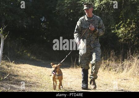 QUEENSLAND, Australien - Staff Sgt. Blake Campbell, ein platoon Sergeant mit Unternehmen L, 3.BATAILLON, 4. Marine Regiment, 1st Marine Division, Marine Drehkraft Darwin, geht ein Hund am Queensland Königliche Gesellschaft zur Verhütung von Grausamkeit gegenüber Tieren (Rspca), 12. Juli 2017. Marines mit Unternehmen L verbrachte den Tag freiwillig an der RSPCA, eine Nächstenliebe, die Förderung des Tierschutzes. Stockfoto