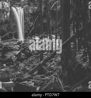 Curtis fällt in Mount Tamborine während des Tages. Stockfoto