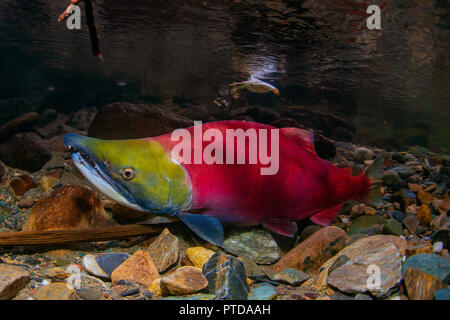 Nahaufnahme eines männlichen Erwachsenen sockeye Lachse in der laichzeit Farben in der Adams River im Jahr 2018 König getroffen werden. Stockfoto