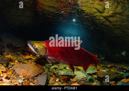 Ein erwachsenes Männchen sockeye Lachse in der laichzeit Farben in der Adams River im Jahr 2018 König getroffen werden. Stockfoto