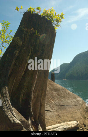Das Spring Board ist ein Beweis für die frühe Holzeinschlagszeit am Stave Lake in Mission, British Columbia, Kanada Stockfoto