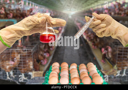 Ei chicken Farm mit chemischen Labor, Hand medizinische Injektionsspritze und Reagenzglas Stockfoto