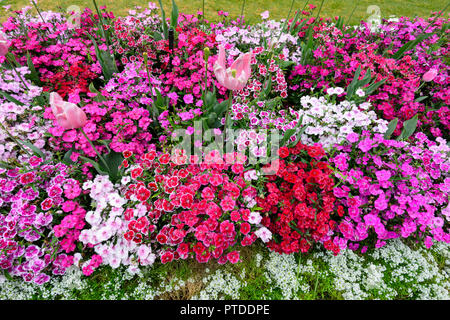 Karneval der Blumen an denkmalgeschützten Queen's Park Botanischer Garten, Toowoomba, südlichen Queensland, Queensland, Australien Stockfoto