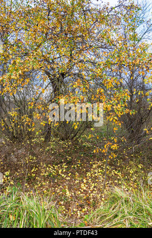 Wilder Apfelbaum mit gelben Blättern und gefallenen Äpfel, dick Boden gestreut. Stockfoto