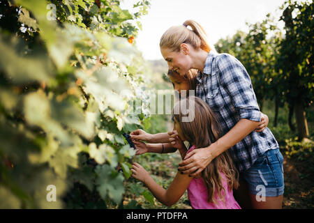 Junge glückliche Mädchen essen Trauben im Weinberg Stockfoto