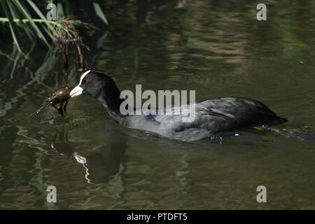 Ein Blässhuhn (Fulica atra) Schwimmen in einem See mit einer Krebse im Schnabel, die es gerade gefangen ist und sich über zu essen. Stockfoto