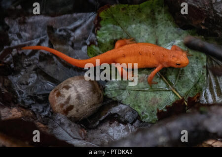 Eastern Red-spotted Newt in den Wald auf Hawk Mountain - Die östliche Newt aka rot/orange Spotted newt Newt/Notophthalmus viridescens - zu Fuß auf nassen Blätter in einer regnerischen Wald. Es hell orange Farbe ist ein Indikator für die roten eft und aposematic Färbung und eine Warnung, dass es Geheimnisse ein Gift aus seiner Haut. Hawk Mountain ist ein Bergrücken, Teil der Blue Mountain Ridge in der Appalachian Bergkette im Osten von Pennsylvania in der Nähe von Reading und Allentown gelegen. Stockfoto