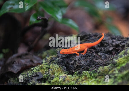 Eastern Red-spotted Newt in den Wald auf Hawk Mountain - Die östliche Newt aka rot/orange Spotted newt Newt/Notophthalmus viridescens - zu Fuß auf nassen Blätter in einer regnerischen Wald. Es hell orange Farbe ist ein Indikator für die roten eft und aposematic Färbung und eine Warnung, dass es Geheimnisse ein Gift aus seiner Haut. Hawk Mountain ist ein Bergrücken, Teil der Blue Mountain Ridge in der Appalachian Bergkette im Osten von Pennsylvania in der Nähe von Reading und Allentown gelegen. Stockfoto