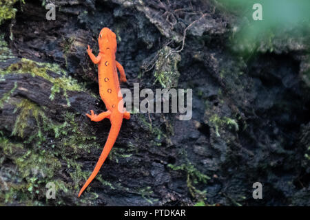 Eastern Red-spotted Newt in den Wald auf Hawk Mountain - Die östliche Newt aka rot/orange Spotted newt Newt/Notophthalmus viridescens - zu Fuß auf nassen Blätter in einer regnerischen Wald. Es hell orange Farbe ist ein Indikator für die roten eft und aposematic Färbung und eine Warnung, dass es Geheimnisse ein Gift aus seiner Haut. Hawk Mountain ist ein Bergrücken, Teil der Blue Mountain Ridge in der Appalachian Bergkette im Osten von Pennsylvania in der Nähe von Reading und Allentown gelegen. Stockfoto