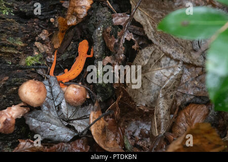 Eastern Red-spotted Newt in den Wald auf Hawk Mountain - Die östliche Newt aka rot/orange Spotted newt Newt/Notophthalmus viridescens - zu Fuß auf nassen Blätter in einer regnerischen Wald. Es hell orange Farbe ist ein Indikator für die roten eft und aposematic Färbung und eine Warnung, dass es Geheimnisse ein Gift aus seiner Haut. Hawk Mountain ist ein Bergrücken, Teil der Blue Mountain Ridge in der Appalachian Bergkette im Osten von Pennsylvania in der Nähe von Reading und Allentown gelegen. Stockfoto