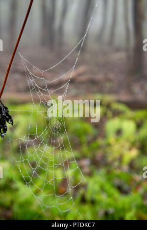 Nasses Spinnennetz mit Tautropfen - Spinnentiere/Spinnen/Tiere mit Regen und Nebel auf Hawk Mountain. Cobweb/Tautropfen in der Farne von Hawk Mountain im Herbst Wetter gefunden. Hawk Mountain ist ein Bergrücken, Teil der Blue Mountain Ridge in der Appalachian Bergkette im Osten von Pennsylvania in der Nähe von Reading und Allentown gelegen. Das Gebiet umfasst 13.000 Hektar geschützten privaten und öffentlichen Flächen, einschließlich der 2.600 Hektar großen Hawk Mountain Sanctuary. Credit: Don Mennig/Alamy leben Nachrichten Stockfoto