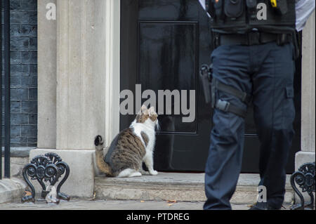 Downing Street, London, UK. Vom 9. Oktober 2018. Larry, Chief Mouser, in Downing Street während der wöchentlichen Kabinettssitzung. Credit: Malcolm Park/Alamy Leben Nachrichten. Stockfoto