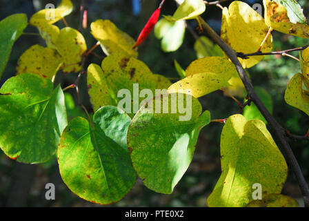 Dorchester. 9. Oktober 2018. Golden Indian Bean Tree (bignonioides 'Aurea') wird die Farbe in der Heiligen Trinty Kirchhof, Dorchester Credit: stuart Hartmut Ost/Alamy leben Nachrichten Stockfoto