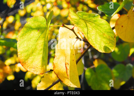 Dorchester. 9. Oktober 2018. Golden Indian Bean Tree (bignonioides 'Aurea') wird die Farbe in der Heiligen Trinty Kirchhof, Dorchester Credit: stuart Hartmut Ost/Alamy leben Nachrichten Stockfoto