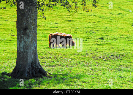 Dorchester. 9. Oktober 2018. Junge Hochlandrinder grasen im sonnigen Feld eines Bauern in der Nähe von Dorchester im Martinstown Credit: stuart Hartmut Ost/Alamy leben Nachrichten Stockfoto