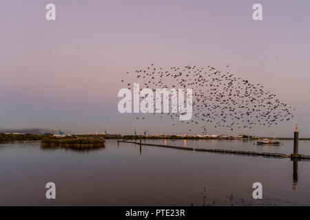 Bucht von Cardiff, Cardiff, Wales, UK, 9. Oktober 2018: Stare in einer riesigen Herde gesammelt und auf eine spektakuläre Show über der Bucht von Cardiff, Cardiff, Wales. Daniel Damaschin Credit: Daniel Damaschin/Alamy leben Nachrichten Stockfoto