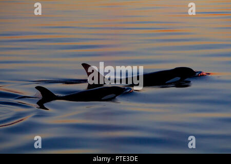 Ein paar der Schwertwale oder Orca Oberfläche in gläsernen Wassers bei Sonnenuntergang in Chatham Strait, Southeast Alaska, Vereinigte Staaten von Amerika Stockfoto