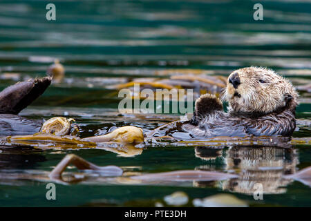 Sea Otter, Enhydra lutris, ruht in einem Kelp Bett in Southeast Alaska Stockfoto