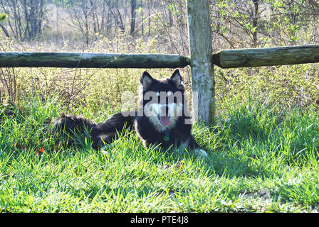 Eine junge einzigartigen schwarzen und weißen mix Rasse Hund (Finnland sheperd + Deutsche Schäfer + Labrador), ruht in einem grünen Frühling Wiese, in der Nähe eines natürlichen Holz Zaun Stockfoto