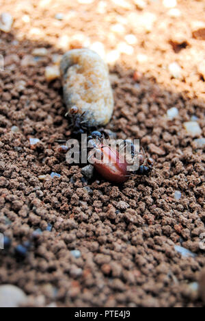 Schwarze und braune Wüste Ameisen essen einer roten Bohnen auf einem braunen und weißen Sandstränden und felsigen Boden Stockfoto