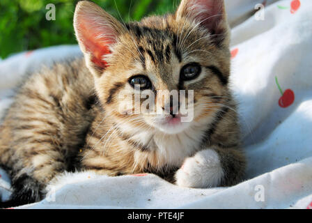 Eine süße kleine Amerikanische kurze Haare inländischen Kätzchen, mit einem goldenen, beige, braun, schwarz und weißen Fell, ruht auf einer weißen Decke in der Natur Stockfoto