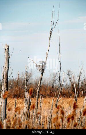 Ein Great Blue Heron in einem toten Baum, in einem Feuchtgebiet mit einem blauen Himmel und gelbe Pflanzen im Hintergrund, in Quebec, Kanada Stockfoto