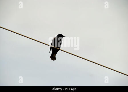 Eine einzige schwarze amerikanische Krähen (Corvus brachyrhynchos) Vogel auf einem elektrischen Draht gelegen, an einem bewölkten grauen Himmel Stockfoto