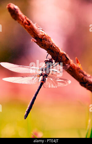 Eine schöne Libelle ruht auf einem Braunen einzigen Zweig, mit einem verschwommenen und künstlerischen Hintergrund in den Farben Rosa und Grün Stockfoto