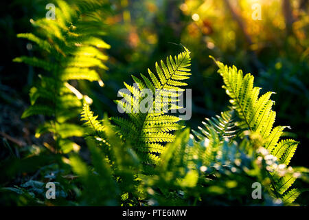 Schöne Farnblätter grünes Laub im Regenwald bei Sonnenlicht Hintergrund. Stockfoto