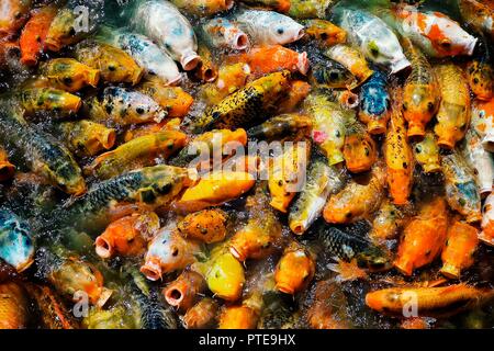Natürlich kostenlos Sortiment Bio gold Fish Feeding Frenzy in einem kleinen künstlichen See gewachsen Stockfoto