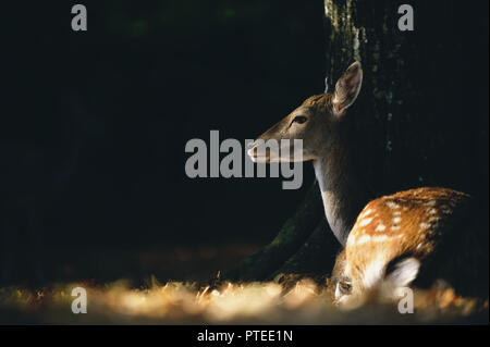 Herbstliche Szene: Schöne Damwild unter dem Baum in der fallenden Blätter liegen. Stockfoto