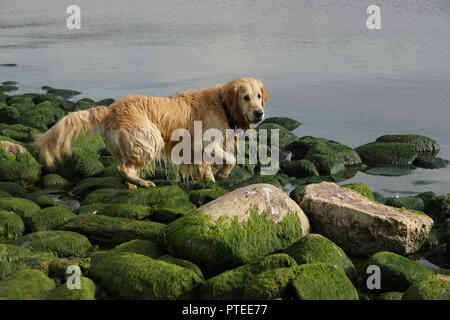 Die Hunderasse golden retriever Nass nach dem Baden auf die grüne Steine an der Bucht geht. Stockfoto