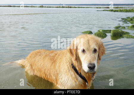 Die Hunderasse golden retriever Nass nach dem Baden stehen auf dem Wasser in einer Bucht. Stockfoto