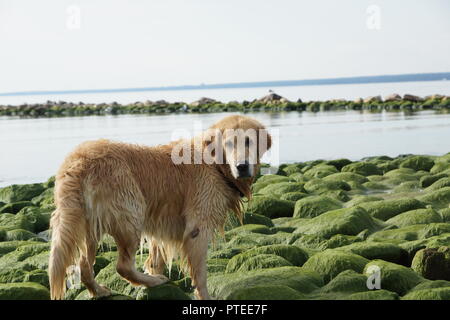 Die Hunderasse golden retriever Nass nach dem Baden sitzen auf grüne Steine an der Bucht. Stockfoto