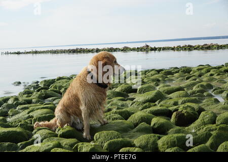 Die Hunderasse golden retriever Nass nach dem Baden sitzen auf grüne Steine an der Bucht. Stockfoto