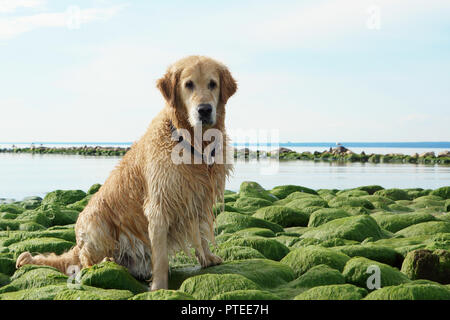 Die Hunderasse golden retriever Nass nach dem Baden sitzen auf grüne Steine an der Bucht. Stockfoto