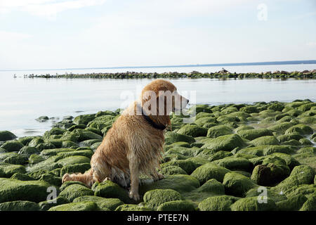 Rothaarige Hunderassen golden retriever auf grüne Steine sitzt und schaut zur Seite. Stockfoto