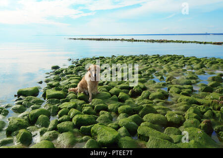 Die Hunderasse golden retriever Nass nach dem Baden sitzen auf grüne Steine an der Bucht. Stockfoto