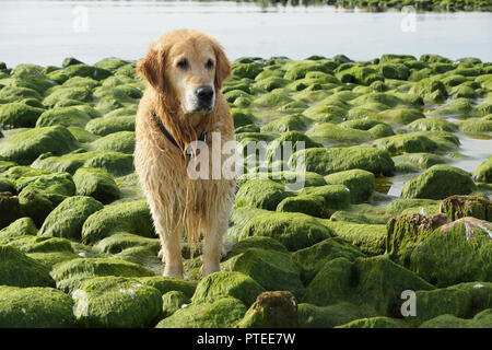 Die Hunderasse golden retriever Nass nach dem Baden sitzen auf grüne Steine. Stockfoto