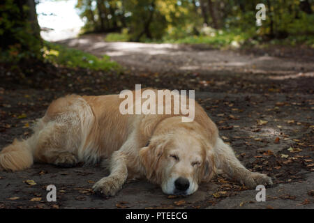 Hunderasse golden retriever liegen und schlafen auf der Straße auf die Schiene in den Park früh im Fall unter den gefallenen Blätter Stockfoto