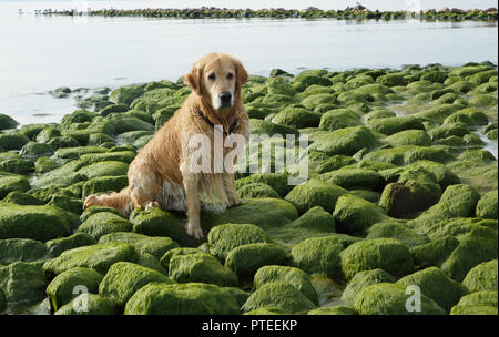 Die Hunderasse golden retriever Nass nach dem Baden sitzen auf grüne Steine an der Bucht. Stockfoto