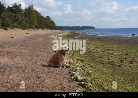 Die hunderasse Golden Retriever am Strand zu sitzen und in die Ferne schaut auf See, Schielen gegen die Sonne. Stockfoto