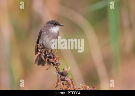 Brown-throated Martin Stockfoto