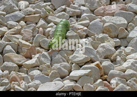 Tomate hornworm oder Horn Wurm Latin manduca quinquemaculata Herbst oder fallen in Italien ähnlich einem tabakkäfer Latin Manduca sexta Stockfoto