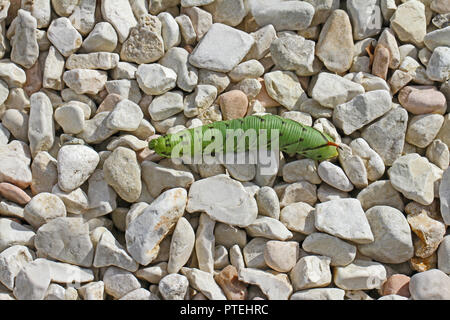 Tomate hornworm oder Horn Wurm Latin manduca quinquemaculata Herbst oder fallen in Italien ähnlich einem tabakkäfer Latin Manduca sexta Stockfoto