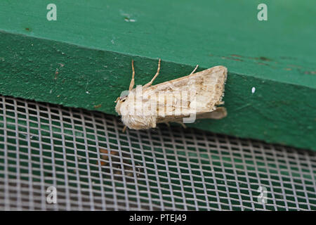 Dunbar oder Olivenöl Motte cosmia trapezina Latein oder ipimorpha subtusa Familie Noctuidae catocalinae oder erebidae auf Holzbalken ruhenden in Italien Stockfoto