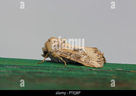 Dunbar oder Olivenöl Motte cosmia trapezina Latein oder ipimorpha subtusa Familie Noctuidae catocalinae oder erebidae auf Holzbalken ruhenden in Italien Stockfoto